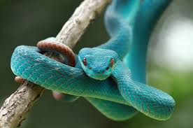biblical meaning of snakes in dreams