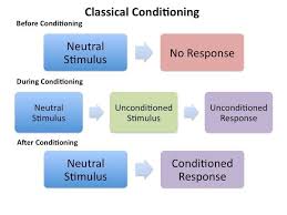 Classical Conditioning Thinglink Ap Psychology Ap