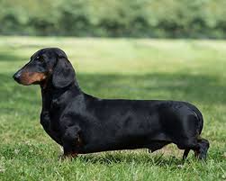 Longhair and smooth coat, isabella/tan dapple, chocolate/tan solid and dapple, ver… Dachshund Smooth Haired Breeds A To Z The Kennel Club