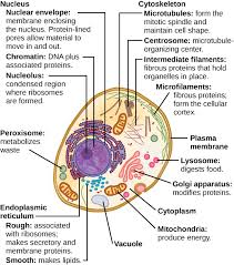 The vacuole is a type of organelle present in eukaryotic cells. Eukaryotic Cells Boundless Biology