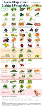 Best Veggies For A Bearded Dragon gambar png