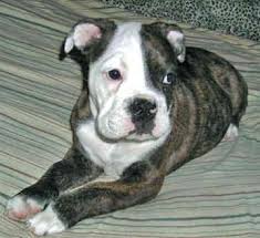 Spring valley bulldogs is located in kansas raising top quality akc english bulldog puppies for we specialize in english bulldogs and french bulldogs with an emphasis on health and temperament. Valley Bulldog Dog Breed All Information And Pictures Dogs Breed Usa