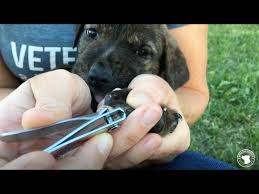 how to trim puppy nails you