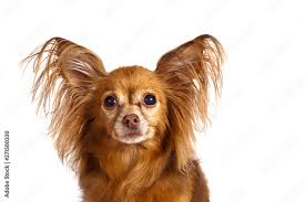dog breed russian toy terrier longhair