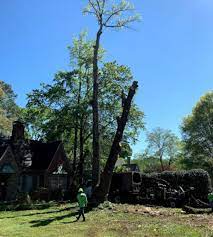 Tree service in lawrenceville ga for the last 20 years, north american tree service has provided tree care services to lawrenceville ga and the surrounding area. Tree Service Lawrenceville Most Trusted Tree Removal In Lawrenceville Ga Tree Trimming Pruning Southern Star Tree Service