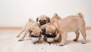 best dog food for pugs in 2020 how to