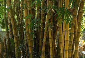 bamboo 3 advanes and disadvanes