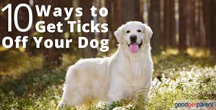 10 ways to get ticks off your dog
