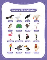 list of 100 bird names in english