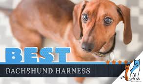 7 Best Harnesses For A Dachshund Our 2019 Dachshund Harness