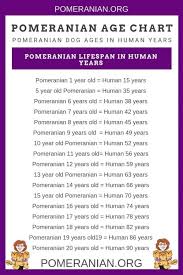 How Old Is Your Pomeranian