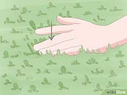 It is a combinglike operation in which you comb out the debris. How To Know If Your Lawn Needs Dethatching 9 Steps