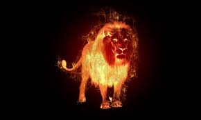 100 fire lion wallpapers wallpapers com