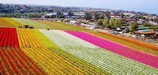 Eruption of color is a rite of spring at Carlsbad's Flower Fields | by Mike  McPhate | The California Sun