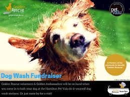 Hendersonville nc pet store · natural & holistic dog & cat food · diy dog wash · pet supplies & medications. Golden Rescue Stop By And Help Us Raise Funds For Golden Facebook