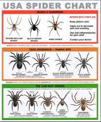 Spider Identification Spider Identification Chart Spider