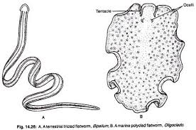 Phylum Platyhelminthes Definition Features And Its