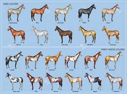 Chart Of The 22 Main Horse Coat Colors