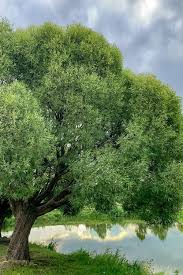 black willow tree salix babylonica