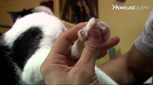 how to clip your cat s nails you