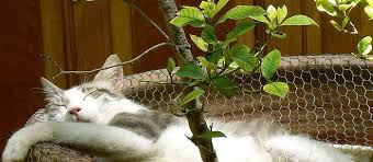 25 Plants Poisonous To Cats And 25 Safe