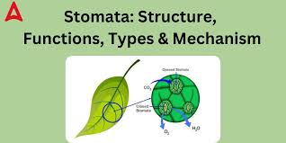 stomata diagram function definition