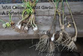 wild onion or wild garlic a pictorial