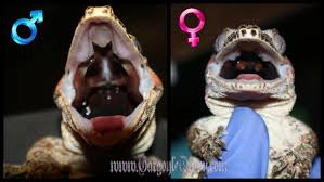Faq Gargoyle Queen Reptiles