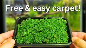 free carpeting plants how to propagate