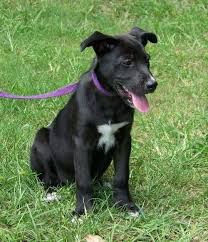 The cheapest offer starts at £500. Bishop The Lab Border Collie Mix S Web Page
