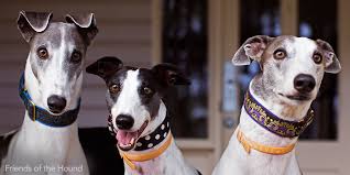 Then select florida & greyhound pets of america tampa bay. Greyhound Rescue Your Guide To Fostering Or Adopting A Greyhound Animals Australia