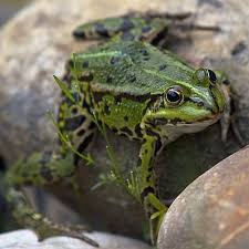 are frogs good for the garden pros