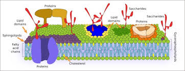 the cell 3 cell membrane atlas of