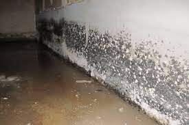 11 tips to get rid of basement mold