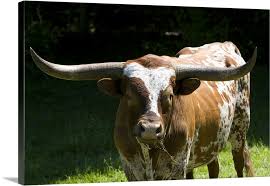 Texas Longhorn Bull In Washington