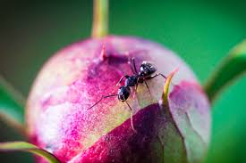 black garden ants friend or foe