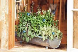 Ideas For Growing Herbs In Pots