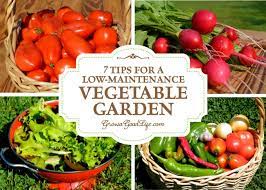 tips for a low maintenance vegetable garden