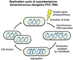 cyaacterial multi copy chromosomes
