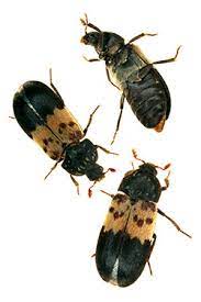 dermestid beetles carpet beetles 5