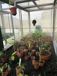 Our Plant Nurseries Propagating