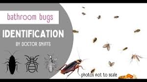 bathroom bugs identification 15 bugs