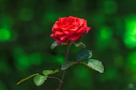 red rose green background high
