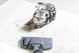 clean up cat litter on the carpet