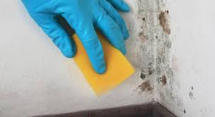 Clean mold off basement walls borax home desain 2018 via teeflii.com. 3 Reasons Why You Should Never Use Bleach To Clean Mold Mold Blogger