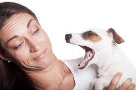 this is why your dog s breath smells so