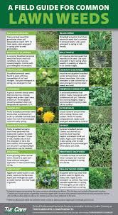 A Field Guide For Common Lawn Weeds Turf Care Supply