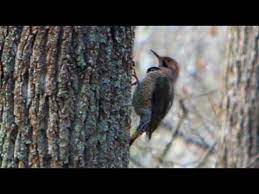 You found 187 woodpecker nature sound effects from $1. Woodpeckers Sound Youtube