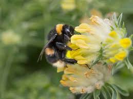 How To Help Bumblebees In Your Garden