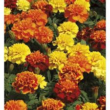 Annual seeds are easy to germinate, come into bloom quickly, and flowers appear over a long season. Flat Annuals At Lowes Com